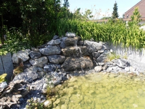 Biotope Teiche | Rupp Gartenbau AG Aadorf Elgg