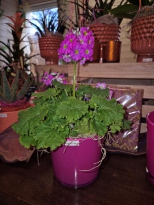 Rupp Blumenladen/Aadorf Elgg