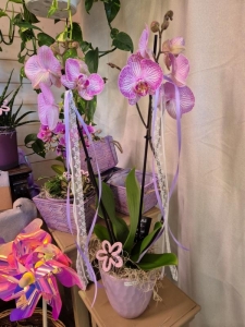 Rupp Blumenladen/Aadorf Elgg